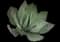 Fox Tail Agave — design image 26