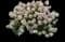 Little Quick Fire® Panicle Hydrangea — design image 1