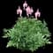 Japanese Astilbe — design image 2