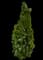 Oriental Arborvitae — design image 11
