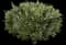 Olive Tree — design image 9