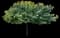 Eastern Redbud Tree — design image 3