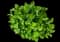Smooth Hydrangea — design image 2