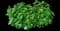 Oakleaf Hydrangea Shrub — design image 7