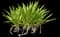 Asiatic poison lily — design image 10