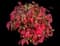 Nandina — design image 9