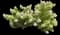 Panicle Hydrangea — design image 20