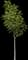 Little Walnut Tree — design image 3
