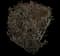 Ninebark (Physocarpus opulifolius) — design image 2