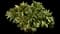 Peony (Paeonia) — design image 15