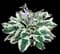 Fire and Ice Hosta — design image 1