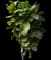Fiddle-Leaf Fig Tree — design image 3