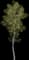Balsam Poplar — design image 1