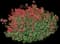 Jupiter's Beard — design image 5