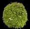 Laurustinus Viburnum — design image 22