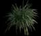Lily Turf Grass — design image 6