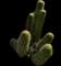 Golden Torch Cactus — design image 2