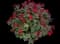 RADtko Double Knock Out® Rose — design image 5