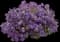 Bluebird Nemesia — design image 6