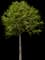 Manna Ash — design image 3
