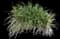 Creeping Lily Turf — design image 4