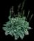 Hosta Plants — design image 2