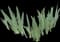 Iris — design image 4