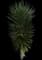 Spanish Bayonet — design image 1