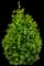 Boxwood Shrub — design image 20