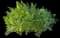 Carrot — design image 1