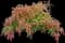 Valley Valentine Pieris — design image 1
