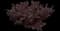 Barberry Bush — design image 12
