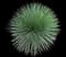 Monaco Hedgehog Agave — design image 1