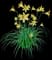 Daylilly — design image 3