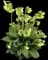 Cowslip — design image 1