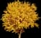 Ginkgo Tree — design image 1