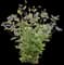Stand by Me Bush Clematis — design image 2