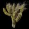 Organ Pipe Cactus — design image 8