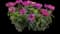 Leading Lady™ Plum Bee Balm — design image 1
