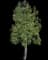 Queensland Bottle Tree — design image 1