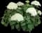 Incrediball Smooth Hydrangea — design image 2