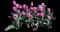 Tulip 'Synaeda Amor Triumph' — design image 1