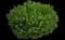Mugo Pine — design image 6