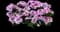 Vanessa™ Bic. Light Pink Verbena — design image 1