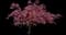 Crabapple Tree — design image 10