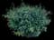 Tropical Hibiscus Tree — design image 23