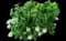 Oakleaf Hydrangea Shrub — design image 2