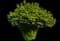 Eastern Snowball Bush — design image 3