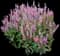 'Pink Profusion' Perennial Salvia — design image 3