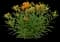 Butterfly Weed (Tuberosa) — design image 1